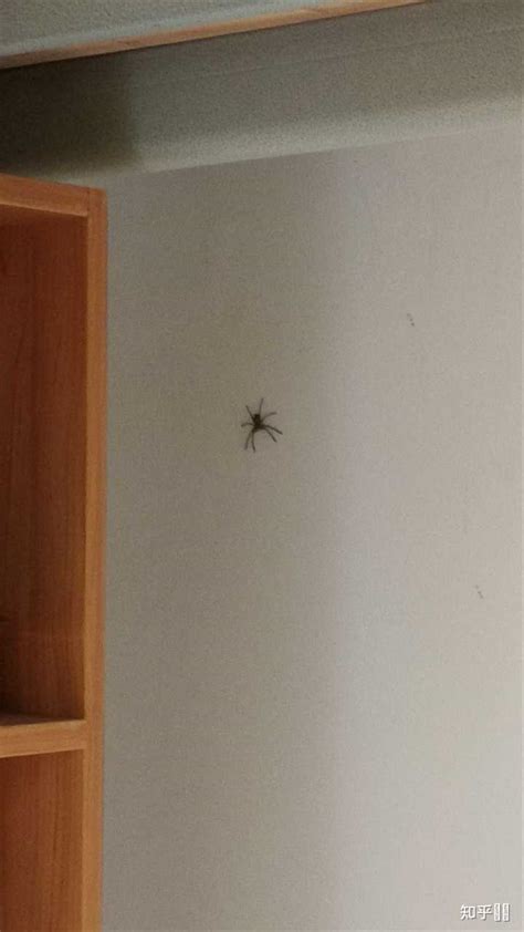 希 屬性 房间有蜘蛛
